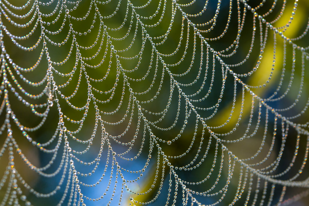 Spiderweb in morning mist